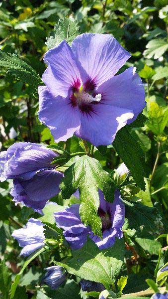 Hibiscus (Purple) - Plant