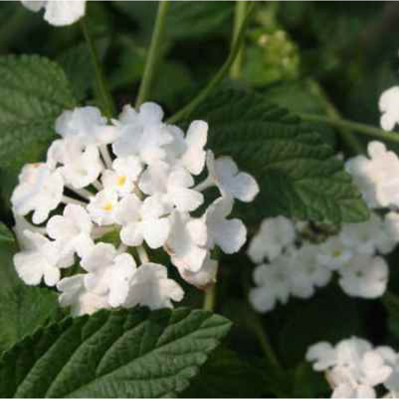 Lantana (White) - Plant