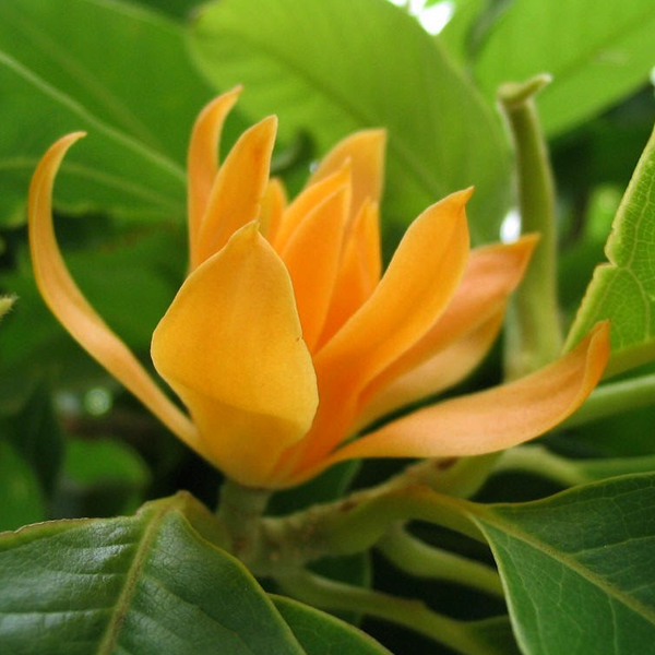 Michelia Champa, Son Champa ( Orange ) - Plant