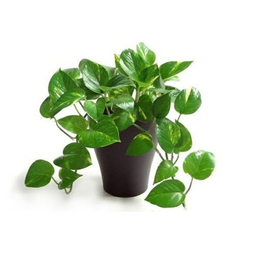 Money Plant (Green) - Plant