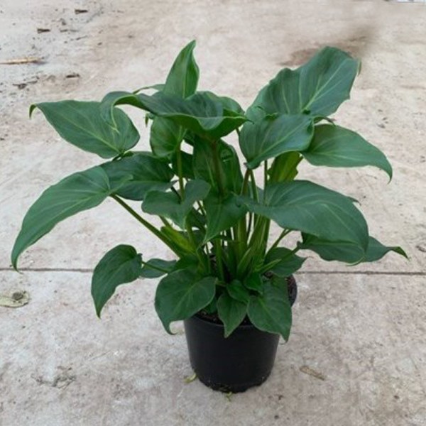 Philodendron Xanadu (Green) - Plant